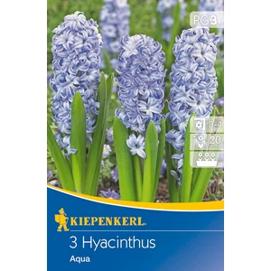 Jácint - Aqua 3 db (Ősz)