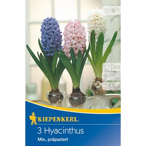 Jácint - színkeverék 3 db (Ősz)