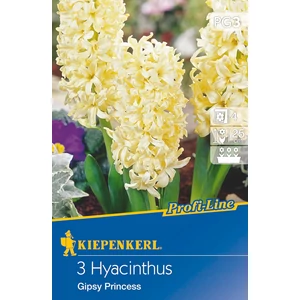 Jácint - Gipsy Princess 3 db (Ősz)