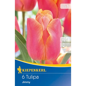 Tulipán - Jimmy 6 db (Ősz)