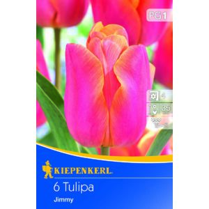 Tulipán - Jimmy 6 db (Ősz)