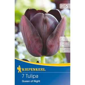 Tulipán - Queen of Night 7 db (Ősz)