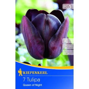 Tulipán - Queen of Night 7 db (Ősz)