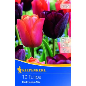 Tulipán - Halloween mix 10 db (Ősz)