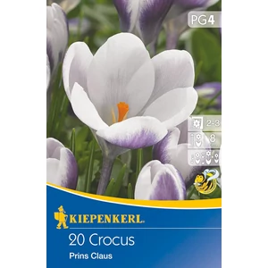 Krókusz - Prins Claus 20 db (Ősz)