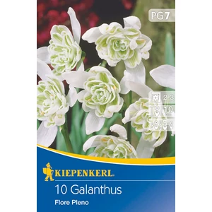 Hóvirág - Flore Pleno 10 db (Ősz)