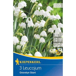 Tőzike - Gravetye Giant 3 db (Ősz)