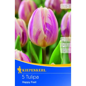 Tulipán - Happy Feet 5 db (Ősz)