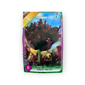 Papagáj tulipán - Black Parrot 8 db (Ősz)