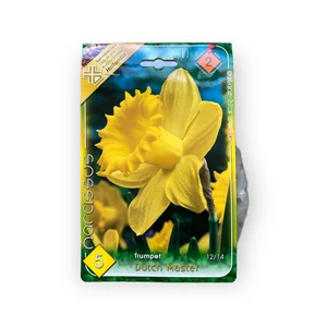 Nárcisz - Dutch Master 5 db (Ősz)