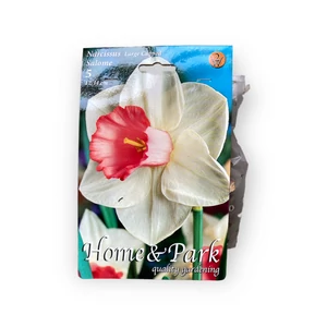 Nárcisz - Salome 5 db (Ősz)