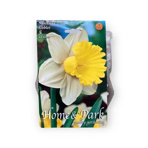 Nárcisz - Goblet 5 db (Ősz)