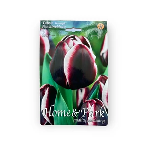 Triump tulipán - Fontainebleau 8 db (Ősz)