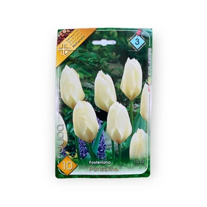 Fosteriana tulipán - Purissima 10 db (Ősz)