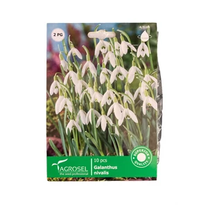 Hóvirág 10 db (Ősz)