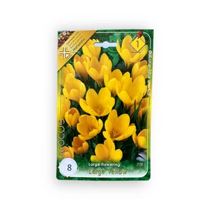 Nagyvirágú krókusz - Large Yellow 8 db (Ősz)