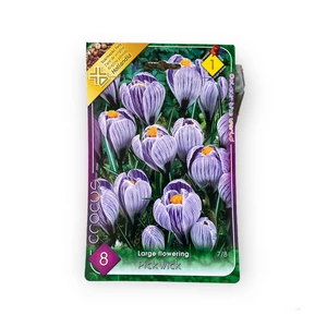 Nagyvirágú krókusz - Pickwick 8 db (Ősz)
