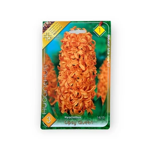 Jácint - Gipsy Queen 3 db (Ősz)