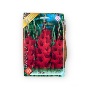 Virághagyma - Kardvirág Oscar 10 db (Tavasz)