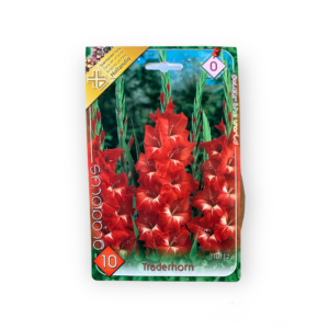 Virághagyma - Kardvirág Traderhorn 10 db (Tavasz)