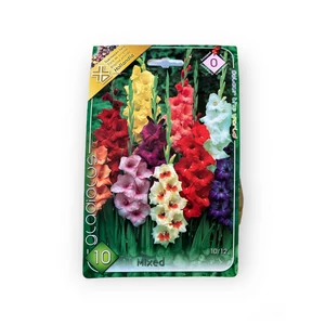 Virághagyma - Kardvirág Mix 10 db (Tavasz)