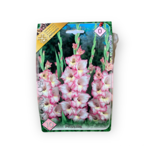 Virághagyma - Kardvirág Priscilla 10 db (Tavasz)