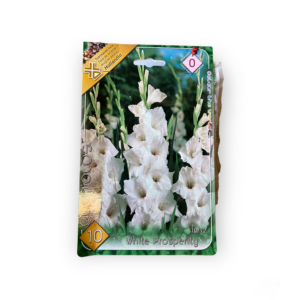 Virághagyma - Kardvirág White-Prosperity 10 db (Tavasz)