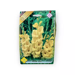 Virághagyma - Kardvirág Nova lux 10 db (Tavasz)