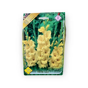 Virághagyma - Kardvirág Nova lux 10 db (Tavasz)