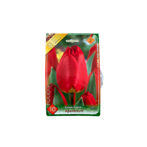 Darwin hibrid tulipán - Apeldoorn 10 db (Őszi)