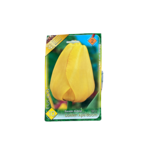 Darwin hibrid tulipán -  Golden Apeldoorn 10 db (Őszi)