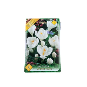 Nagyvirágú krókusz - Jeanne d'Arc 8 db (Ősz)