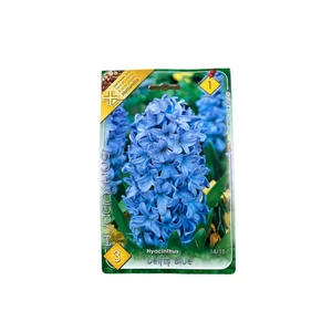 Jácint - Delfts Blue 3 db (Ősz)