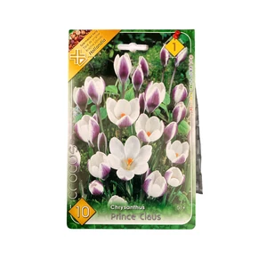 Botanikai krókusz - Prince Claus 10 db (Ősz)