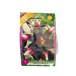 Liliom - Netty's Pride 1 db (Ősz)