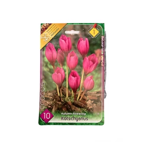 Krókusz - Kotschyanus 10 db (Őszi)