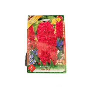 Jácint - Jan Bos 3 db (Ősz)