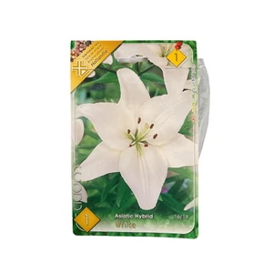 Liliom - White 1 db (Ősz)