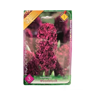 Jácint - Woodstock 3 db (Ősz)