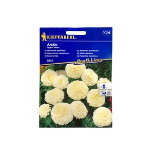 Bársonyvirág (Büdöske) - Arctic fehér (Kiepenkerl)