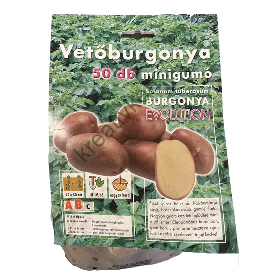 Vetőburgonya - Evolution 50 db