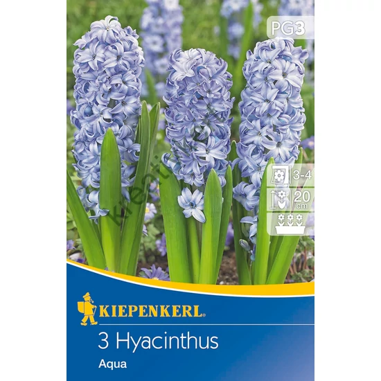 Jácint - Aqua 3 db (Ősz)