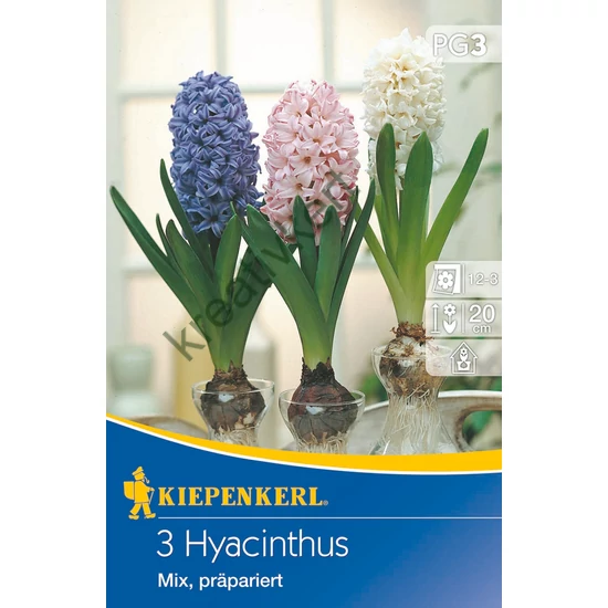 Jácint - színkeverék 3 db (Ősz)