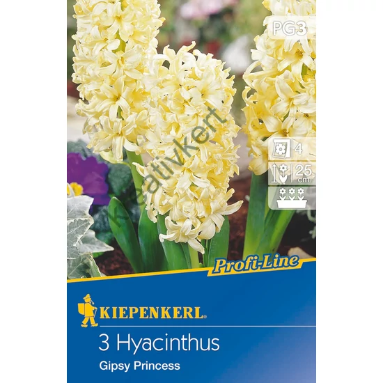 Jácint - Gipsy Princess 3 db (Ősz)