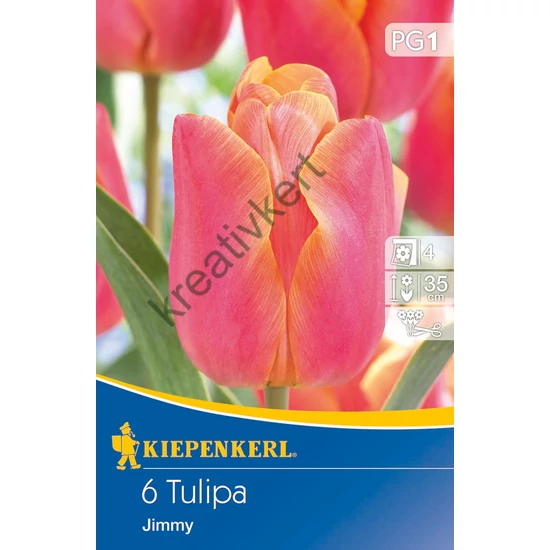 Tulipán - Jimmy 6 db (Ősz)