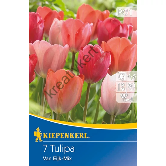 Tulipán mix - Van Eijk 7 db (Ősz)