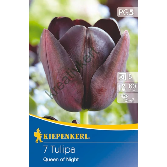 Tulipán - Queen of Night 7 db (Ősz)