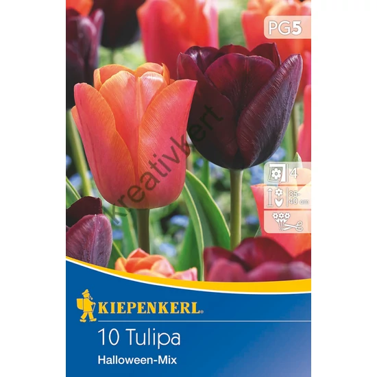 Tulipán - Halloween mix 10 db (Ősz)