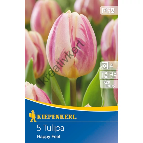 Tulipán - Happy Feet 5 db (Ősz)