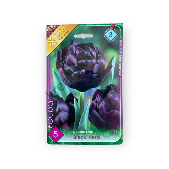 Teltvirágú tulipán - Black Hero 5 db (Ősz)